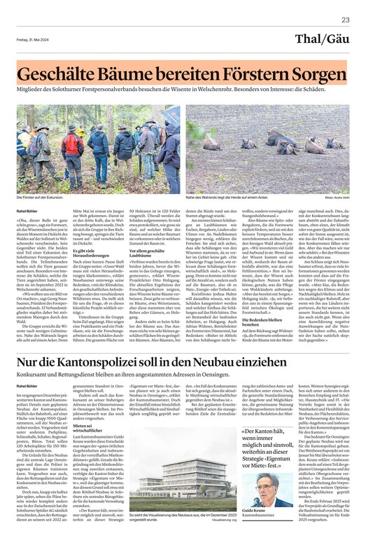 geschälte Bäume bereiten Förstern Sorgenbild 01