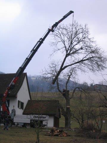 Reduktion von grossen Bäumen