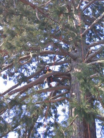 Anzeichnen, Holzen, Holzverkauf