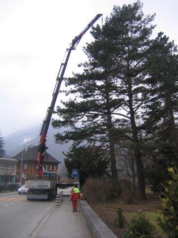 Sicherheitsholzerei im Garten