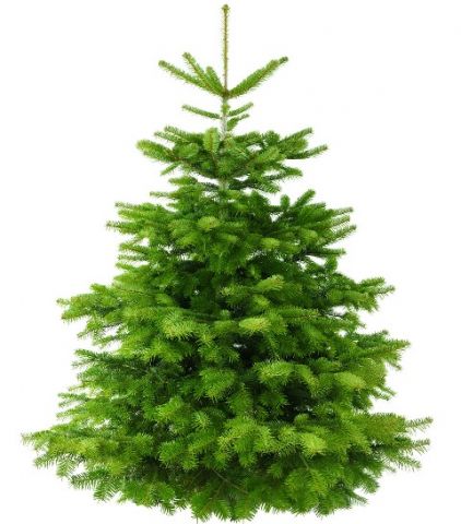 weihnachtsbaum nordmanntanne premium 47 0