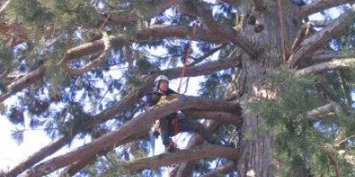 Anzeichnen, Holzen, Holzverkauf