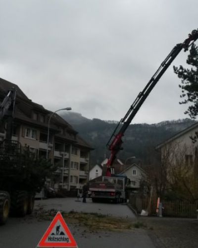 2015 Bäume fällen im Wohnquartier