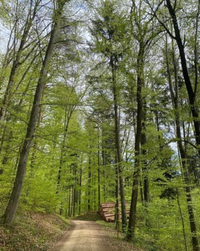 Impressionen Sonntag-Waldspaziergang im Frühling