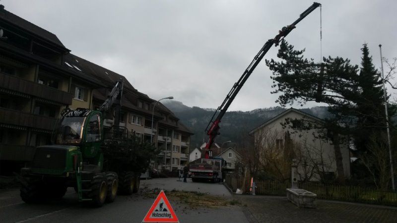 2015 Bäume fällen im Wohnquartier