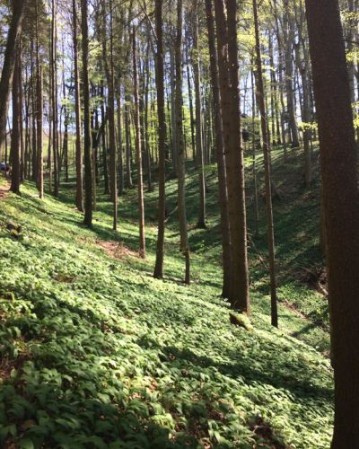 Corona-Lockdown verändert Waldbesuche in der Schweiz
